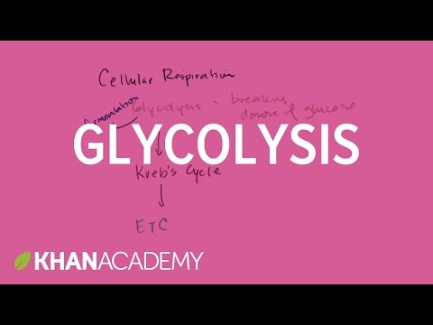 khan academy cell biology