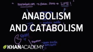 Overview of metabolism: Anabolism and catabolism | Biomolecules | MCAT | Khan Academy