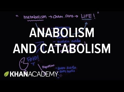 Overview of metabolism: Anabolism and catabolism | Biomolecules | MCAT | Khan Academy