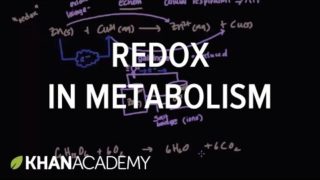 Oxidation and reduction in metabolism | Biomolecules | MCAT | Khan Academy