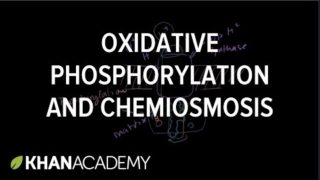 Oxidative Phosphorylation and Chemiosmosis