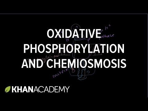 Oxidative Phosphorylation and Chemiosmosis