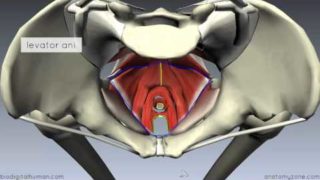 Pelvic Floor Part 1 – The Pelvic Diaphragm – 3D Anatomy Tutorial