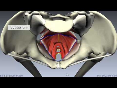 Pelvic Floor Part 1 - The Pelvic Diaphragm - 3D Anatomy ... tutorial eye diagram 