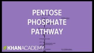 Pentose phosphate pathway – Cyclic structures and anomers | Biomolecules | MCAT | Khan Academy