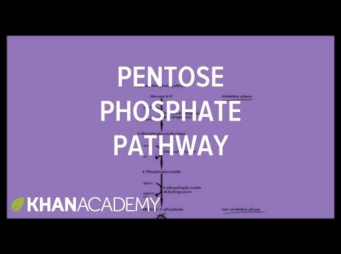 Pentose phosphate pathway – Cyclic structures and anomers | Biomolecules | MCAT | Khan Academy
