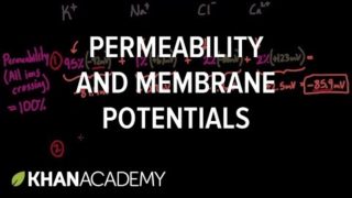 Permeability and membrane potentials | Circulatory system physiology | NCLEX-RN | Khan Academy