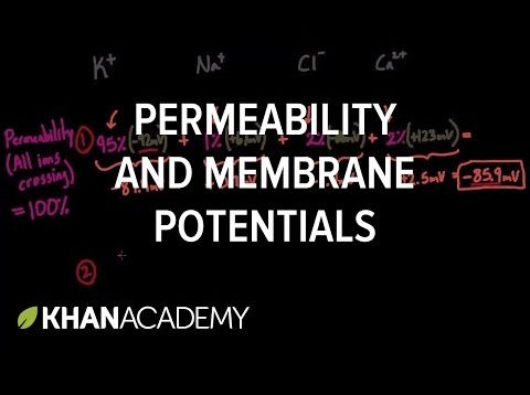 Permeability and membrane potentials | Circulatory system physiology | NCLEX-RN | Khan Academy