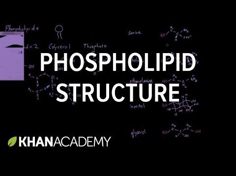 Phospholipid structure | Cells | MCAT | Khan Academy