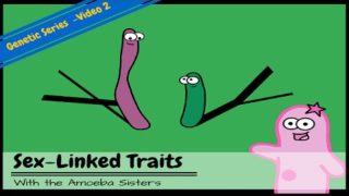 Punnett Squares and Sex-Linked Traits