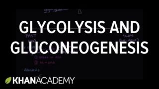 Regulation of glycolysis and gluconeogenesis | Biomolecules | MCAT | Khan Academy