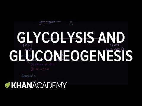 Regulation of glycolysis and gluconeogenesis | Biomolecules | MCAT | Khan Academy