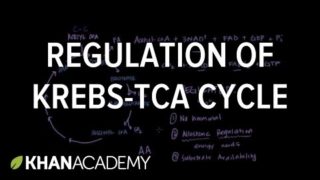 Regulation of Krebs / Citric Acid Cycle