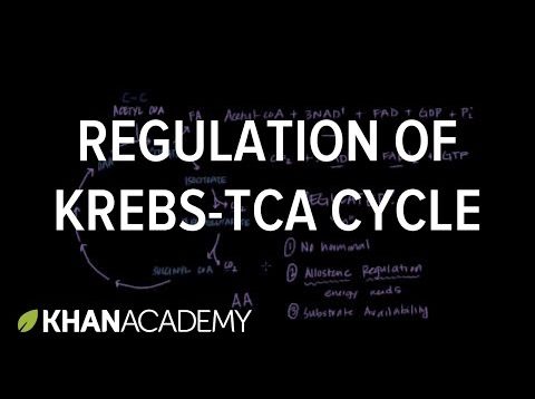Regulation of Krebs / Citric Acid Cycle