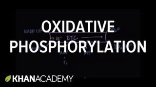 Regulation of Oxidative Phosphorylation
