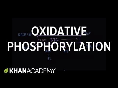 Regulation of Oxidative Phosphorylation