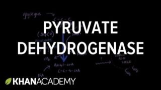 Regulation of Pyruvate Dehydrogenase