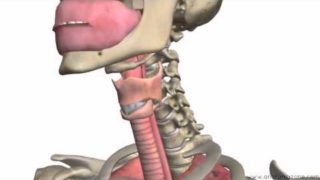 Respiratory System Introduction – Part 1 (Nose to Bronchi) – 3D Anatomy Tutorial