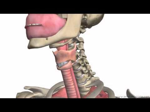 Respiratory System Introduction – Part 1 (Nose to Bronchi) – 3D Anatomy Tutorial