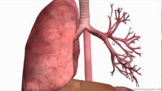 Respiratory System Introduction – Part 2 (Bronchial Tree and Lungs) – 3D Anatomy Tutorial