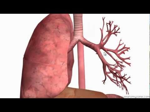 Respiratory System Introduction – Part 2 (Bronchial Tree and Lungs) – 3D Anatomy Tutorial
