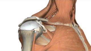 Shoulder Joint –  Glenohumeral Joint – 3D Anatomy Tutorial
