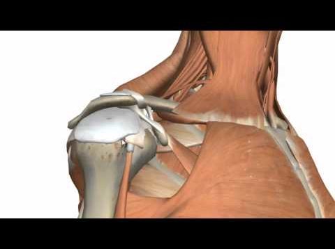 Shoulder Joint –  Glenohumeral Joint – 3D Anatomy Tutorial