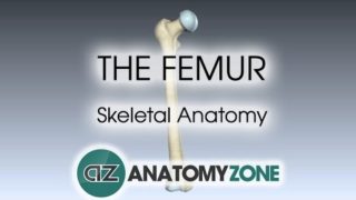 The Femur: Skeletal Anatomy
