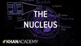 The nucleus | Cells | MCAT | Khan Academy