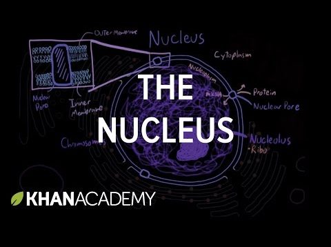 The nucleus | Cells | MCAT | Khan Academy