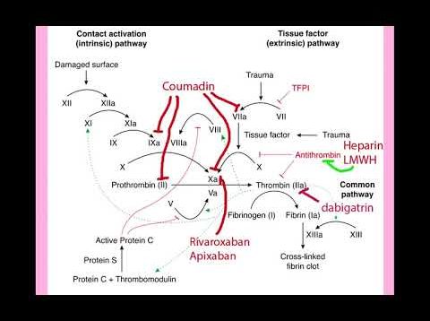 Thrombophilia in Pregnancy – CRASH! Medical Review Series