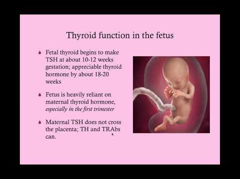 Thyroid Disease in Pregnancy – CRASH! Medical Review Series