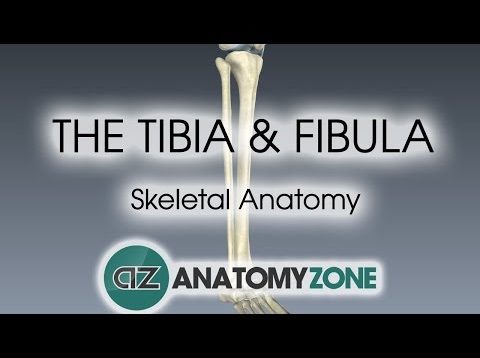 Tibia and Fibula: Skeletal Anatomy