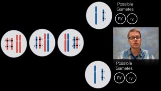 Chromosomal Inheritance