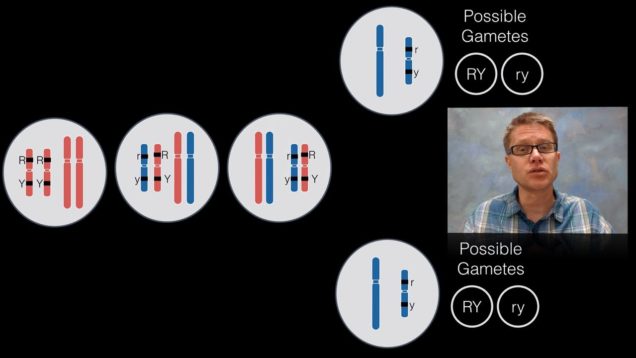 Chromosomal Inheritance
