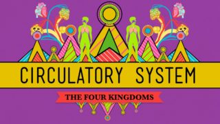 Circulatory & Respiratory Systems – CrashCourse Biology #27