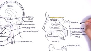 Clinical Anatomy  – Nasal Cavity and Sinuses