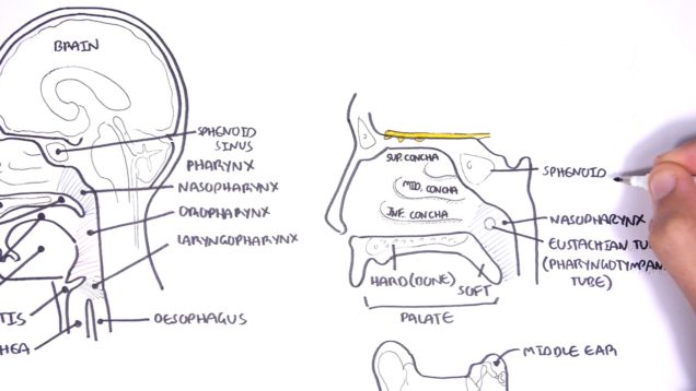 Clinical Anatomy  – Nasal Cavity and Sinuses