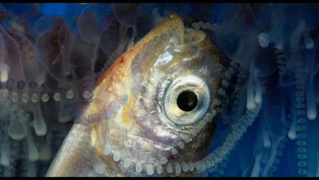 How Portuguese Man O’ War stings and eats prey – Blue Planet II