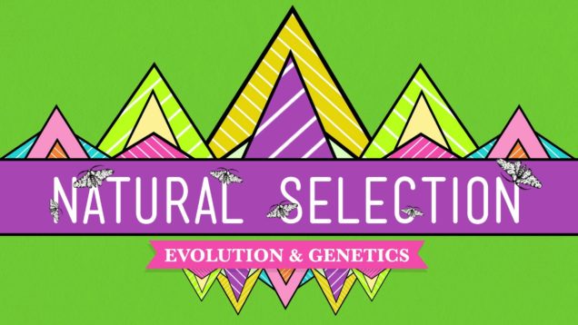 Natural Selection – Crash Course Biology #14
