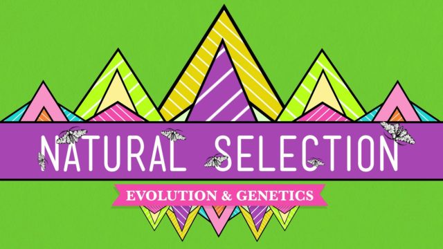 natural-selection-crash-course-biology-14