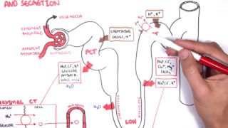 Nephrology – Physiology Reabsorption and Secretion