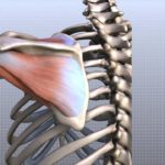Shoulder Anatomy Animated Tutorial