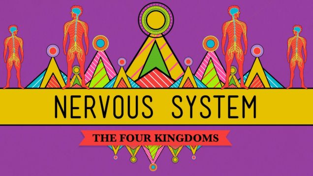 The Nervous System – CrashCourse Biology #26