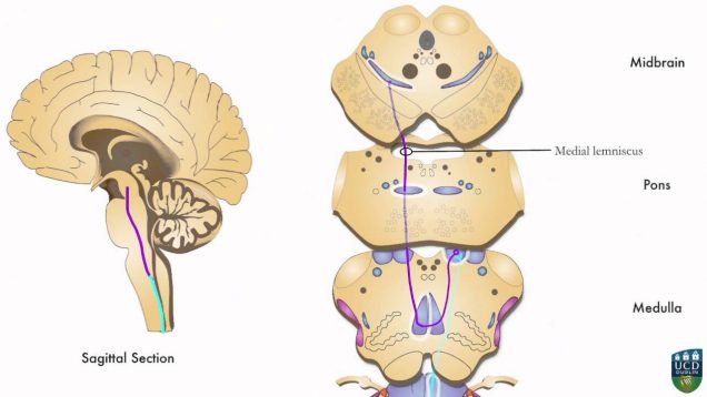 AXON: Dorsal Column Pathway (Fine Tactile Sensation, Conscious Proprioception) from Foot (2 of 9)