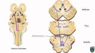 AXON: Dorsal Column Pathway (Fine Tactile Sensation, Conscious Proprioception) from Hand (5 of 9)