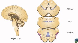 Axon: Spinothalamic Pathway (Pain & Temperature) from Hand (4 of 9)