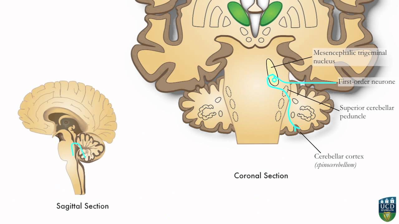 AXON: Trigeminocerebellar Pathway (Unconscious Proprioception) From