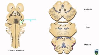 AXON: Trigeminothalamic Pathway (Fine Tactile Sensation) from Face (8 of 9)