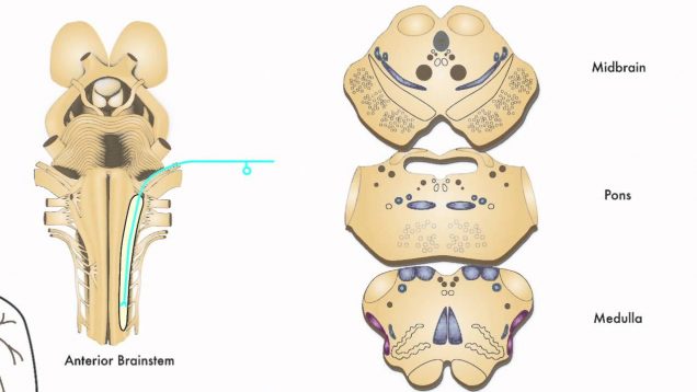 AXON: Trigeminothalamic Pathway (Pain & Temperature) from Face (7 of 9)